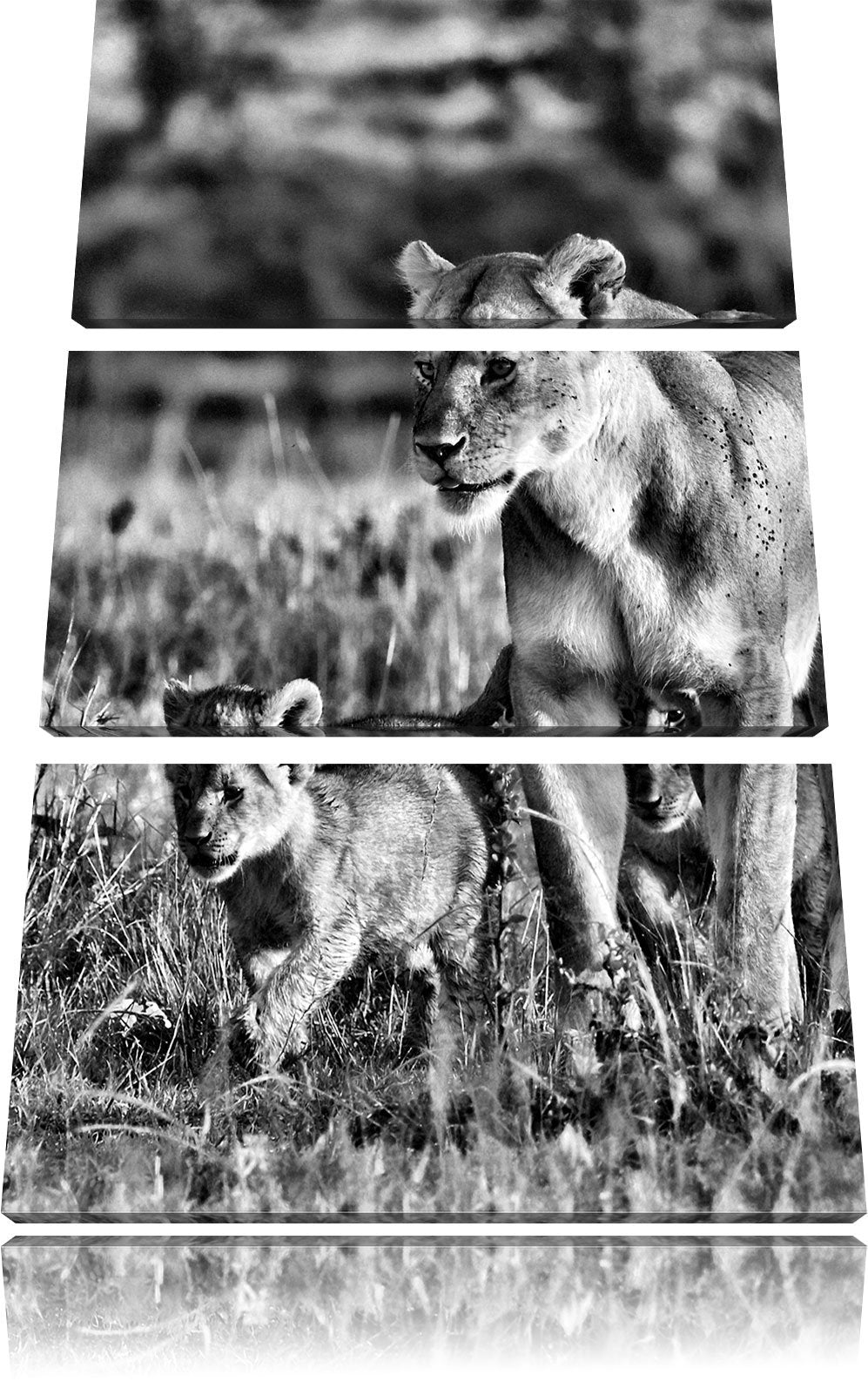 Pixxprint Monocrome, Löwenmutter mit Jungtieren 3-Teiler Leinwandbild 120x80 Bild auf Leinwand