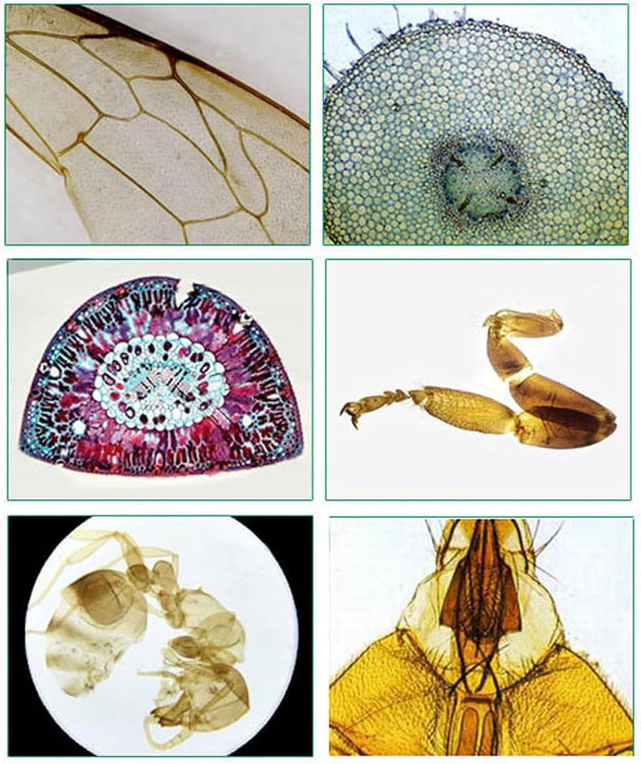 Mikroskopische Präparate | 30 Stück, Glas, pflanzliche und tierische Gewebe | Für Biologieunterricht