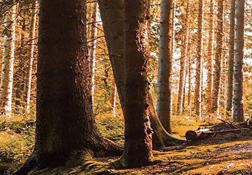 murando Acrylglasbild Landschaft 120x40 cm 1 Teile Wandbild auf Acryl Glas Bilder Kunstdruck Moderne