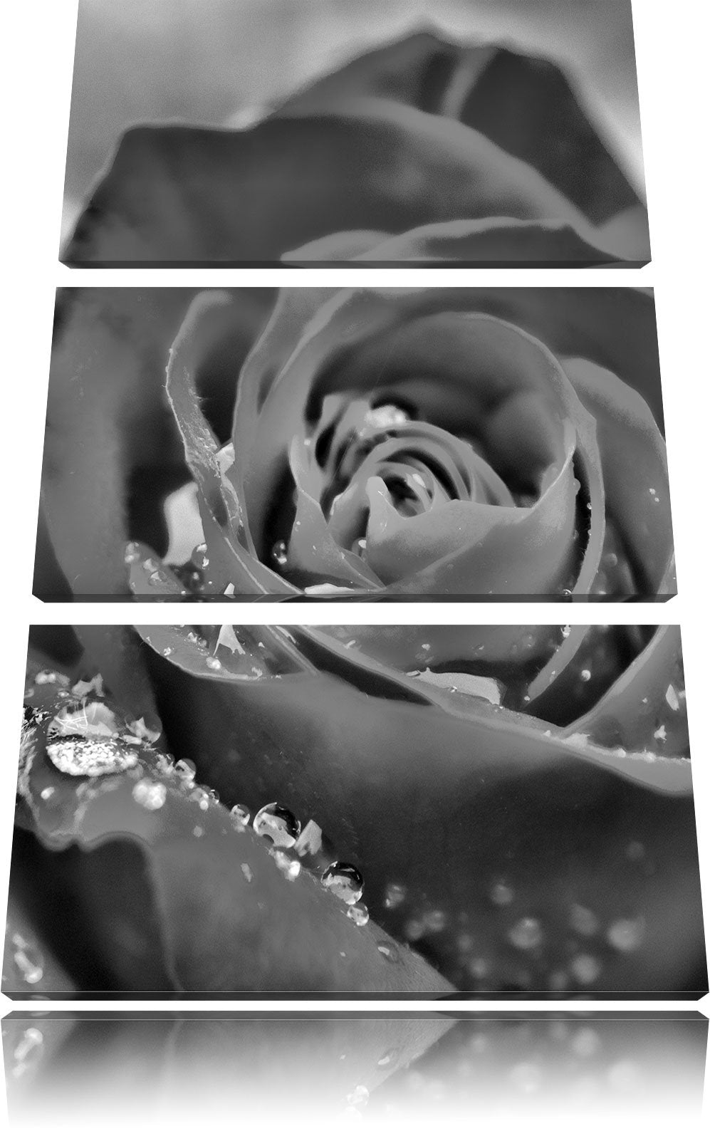 Pixxprint Rose mit Wassertropfen als Leinwandbild/Grösse: 3 Teilig (120x80) cm/Wandbild/Kunstdruck/f