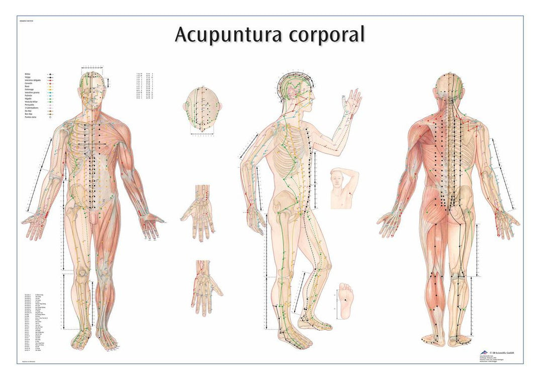 3B Scientific VR3820L "Acupuntura de la oreja" auf Papier gedruckt laminiert, laminiert