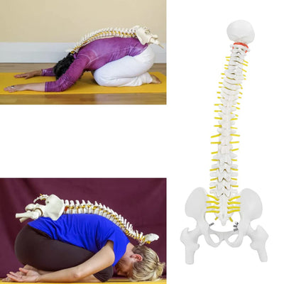 Wirbelsäule Modell, Wissenschaftliches Menschliches Wirbelsäulenmodell 45 cm Lebensgrosses Abnehmbar