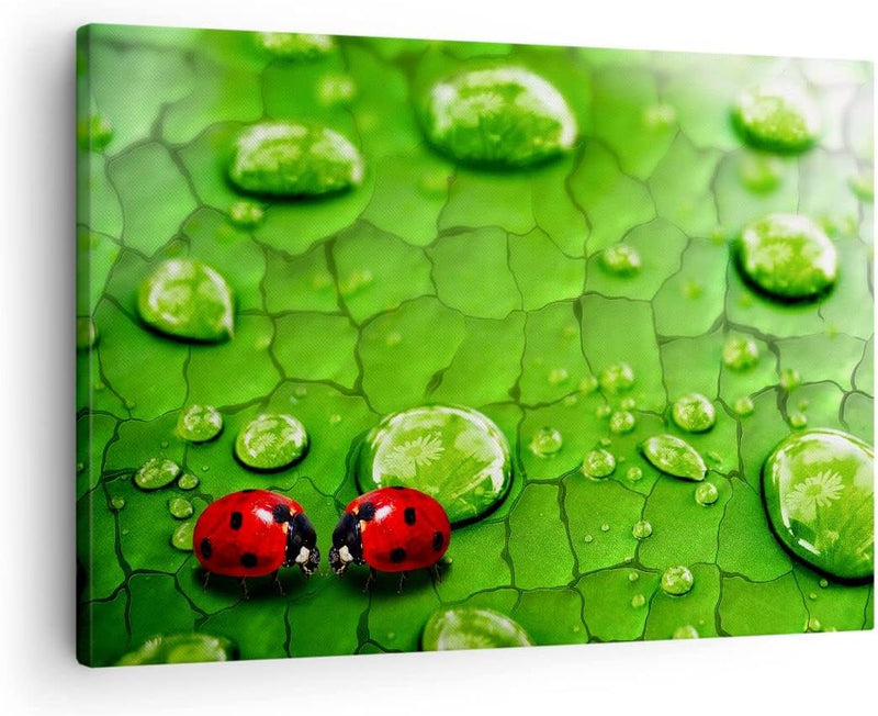 Bilder auf Leinwand Marienkäfer Gras Blatt Tropfen Leinwandbild 70x50cm Wandbilder Dekoration Wohnzi