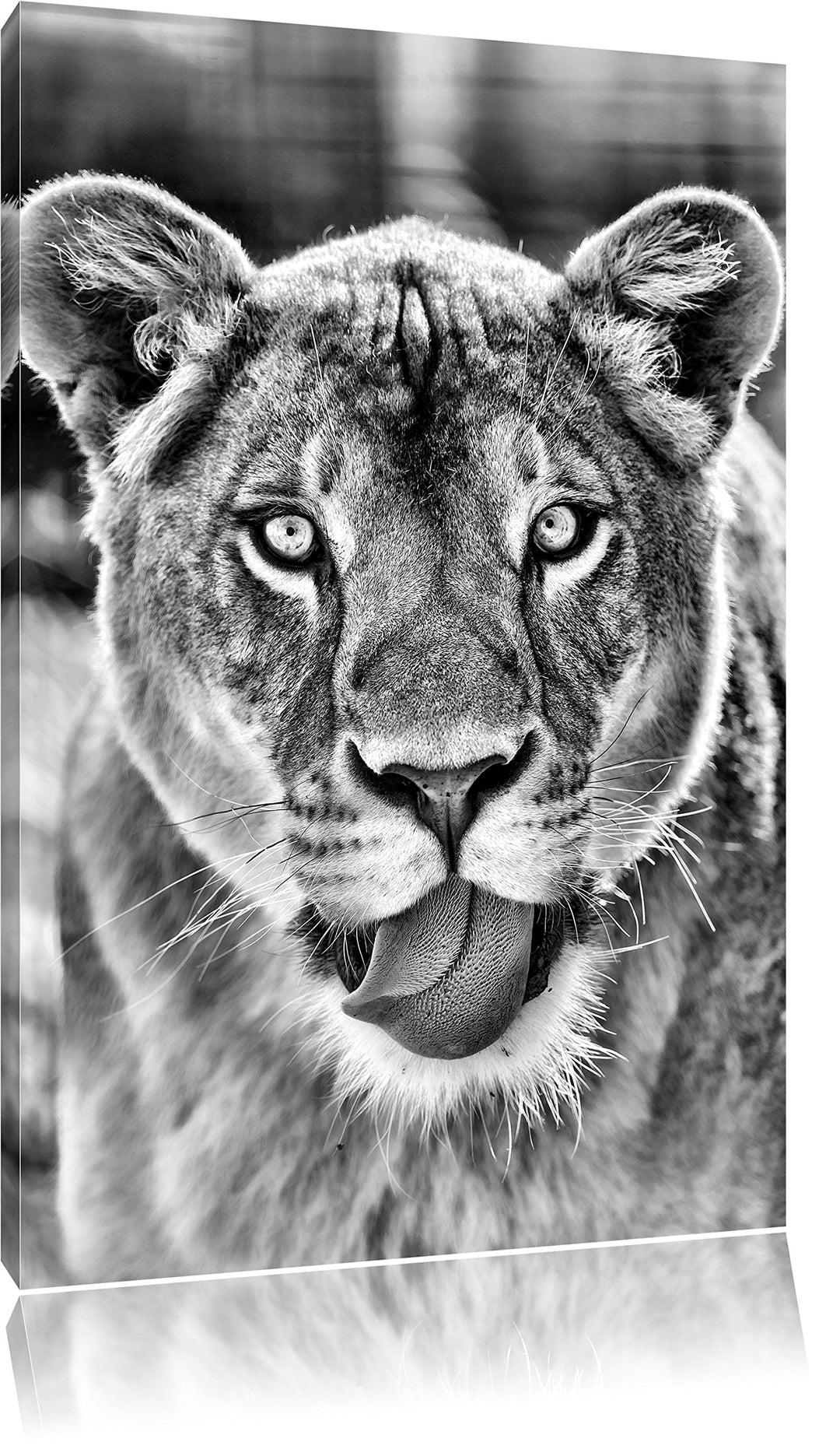 Monocrome, schöne Löwin , Format: 100x70 auf Leinwand, XXL riesige Bilder fertig gerahmt mit Keilrah