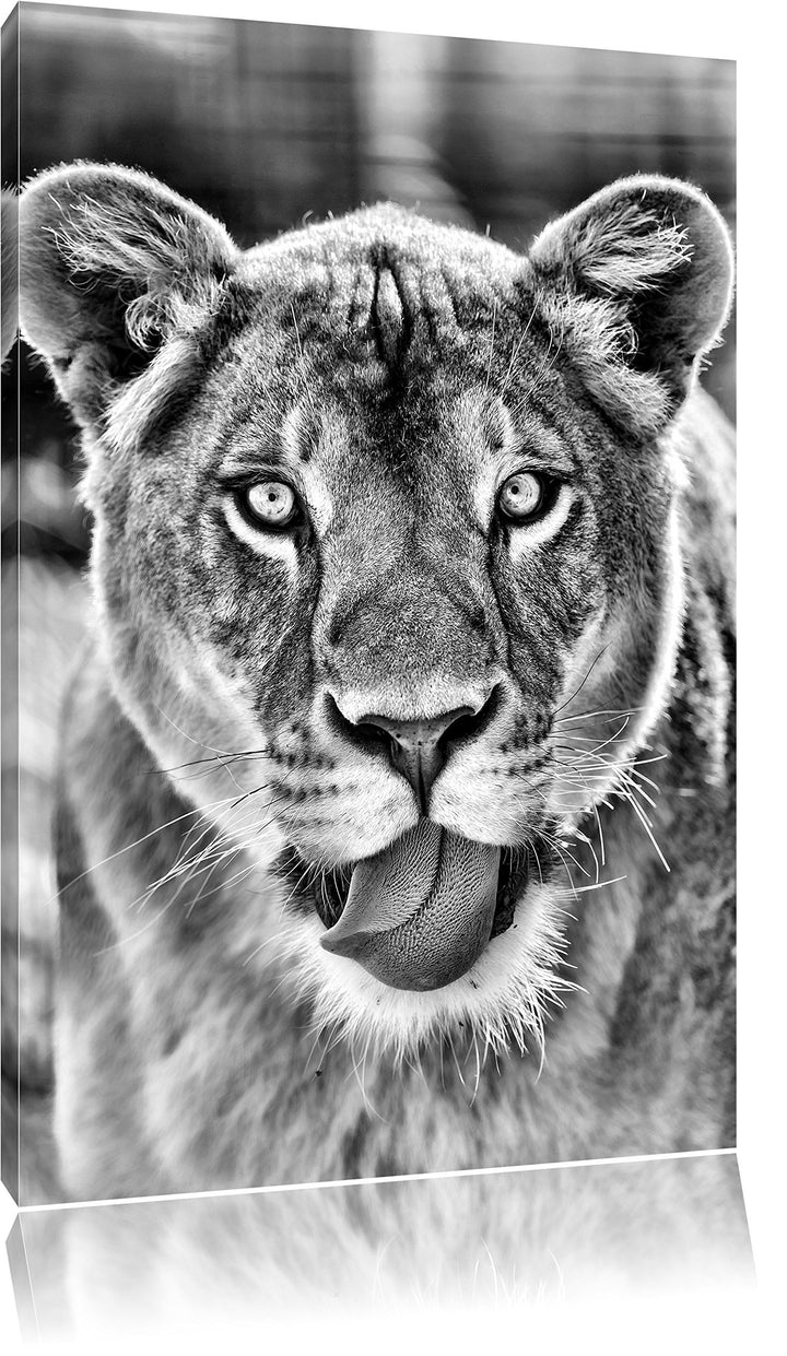 Monocrome, schöne Löwin , Format: 100x70 auf Leinwand, XXL riesige Bilder fertig gerahmt mit Keilrah