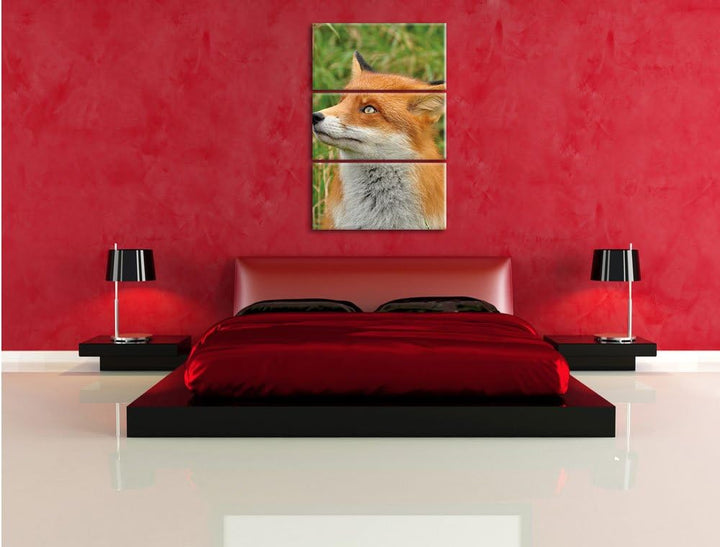 Pixxprint Fuchs auf Wiese als Leinwandbild/Grösse: 3 Teilig (120x80) cm/Wandbild/Kunstdruck/fertig b