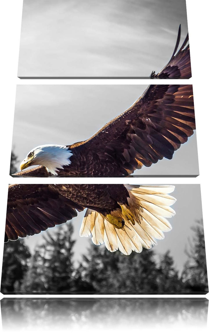 Pixxprint grosser Fliegender Adler schwarz/weiss als Leinwandbild | Grösse: 3 Teilig (120x80) | Wand