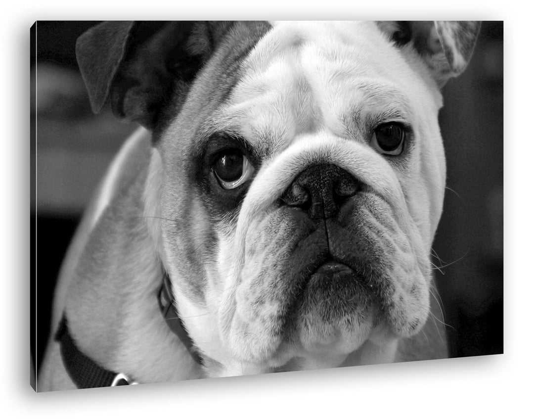 deyoli Englische Bulldogge Effekt: Schwarz/Weiss im Format: 80x60 als Leinwandbild, Motiv fertig ger