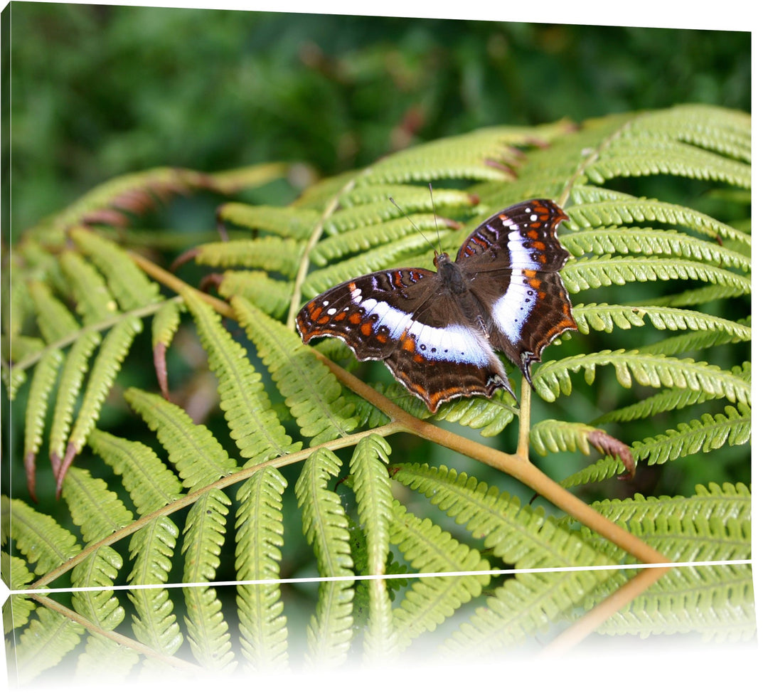 zarter Schmetterling auf Farnblatt auf Leinwand, XXL riesige Bilder fertig gerahmt mit Keilrahmen, K