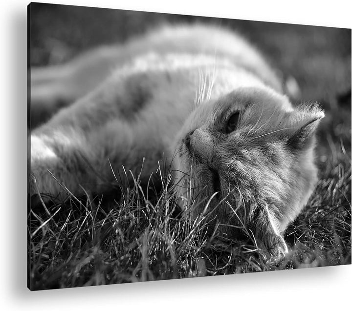 deyoli kleine Katze beim Entspannen Format: 80x60 als Leinwand, Effekt: Schwarz&Weiss, Motiv fertig