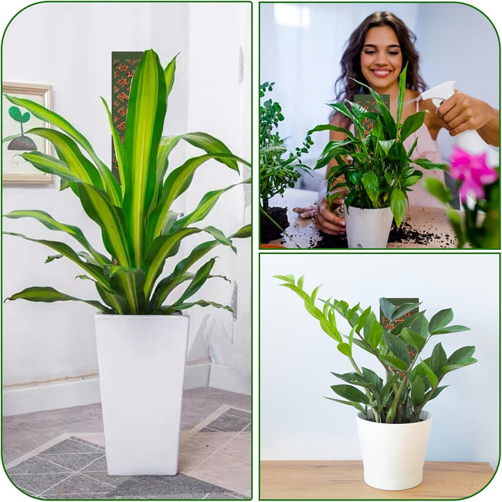 Moosstab für Monstera Rankhilfe Zimmerpflanzen Rankhilfe Monstera Pflanzstab Rankstäbe Plastik Mit P