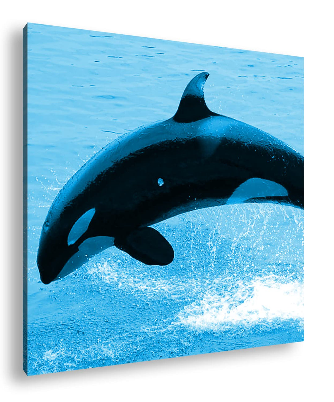 deyoli verspielter Orca Format: 70x70 Effekt: Zeichnung als Leinwandbild, Motiv auf Echtholzrahmen,