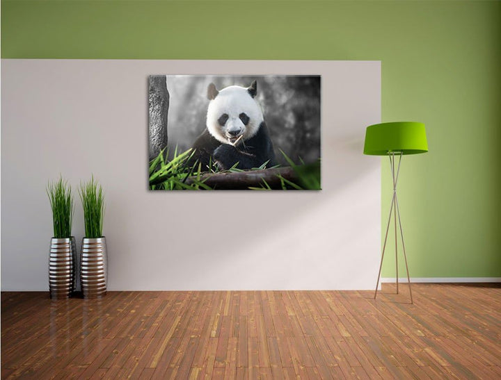 Pixxprint Niedlicher Panda isst Bambus / 100x70cm Leinwandbild bespannt auf Holzrahmen/Wandbild Kuns