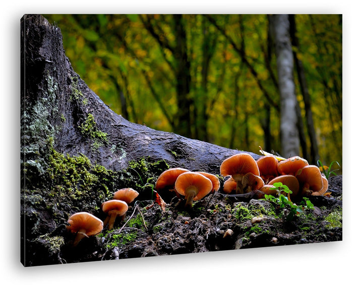deyoli Pilze am Baumstamm Format: 80x60 als Leinwand, Motiv fertig gerahmt auf Echtholzrahmen, Hochw
