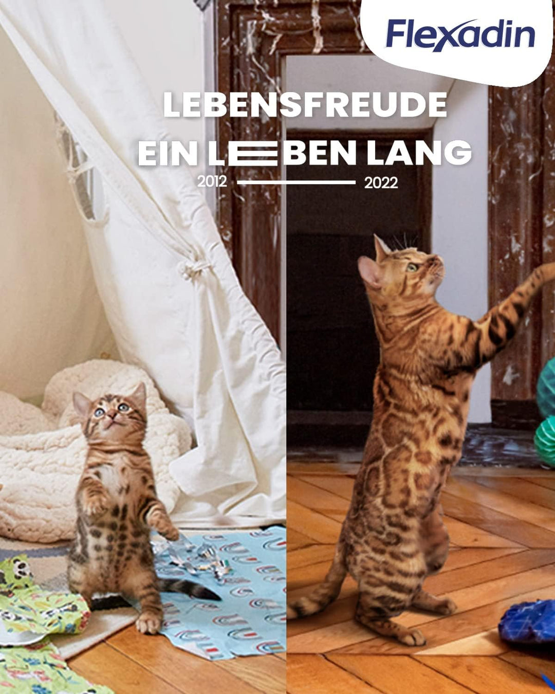 Flexadin® Cat | Für die Gelenkgesundheit von Katzen | mit Glucosamin, Chondroitin, Omega-3 &amp; Teufels