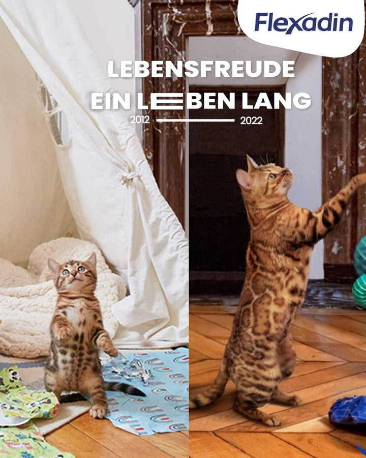 Flexadin® Cat | Für die Gelenkgesundheit von Katzen | mit Glucosamin, Chondroitin, Omega-3 &amp; Teufels