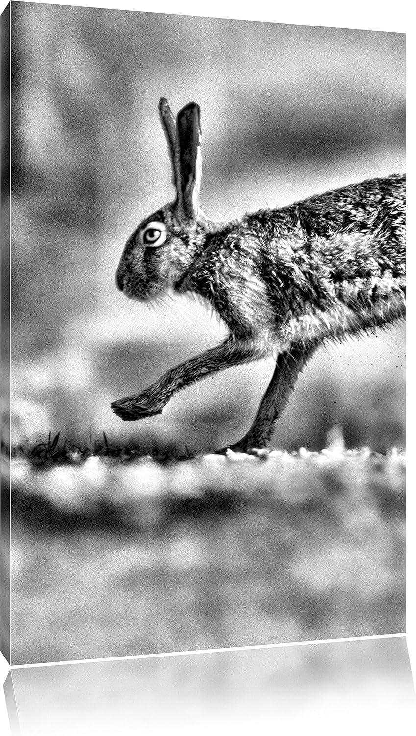 Monocrome, Hüpfender Hase, Format: 100x70 auf Leinwand, XXL riesige Bilder fertig gerahmt mit Keilra