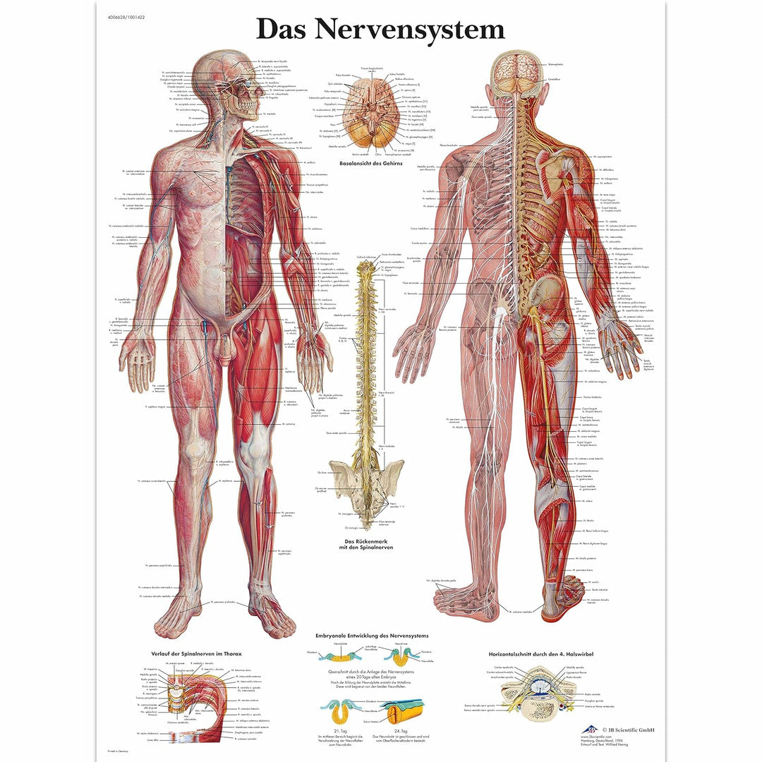 3B Scientific Lehrtafel laminiert - Das Nervensystem & Lehrtafel laminiert - Das periphere Nervensys