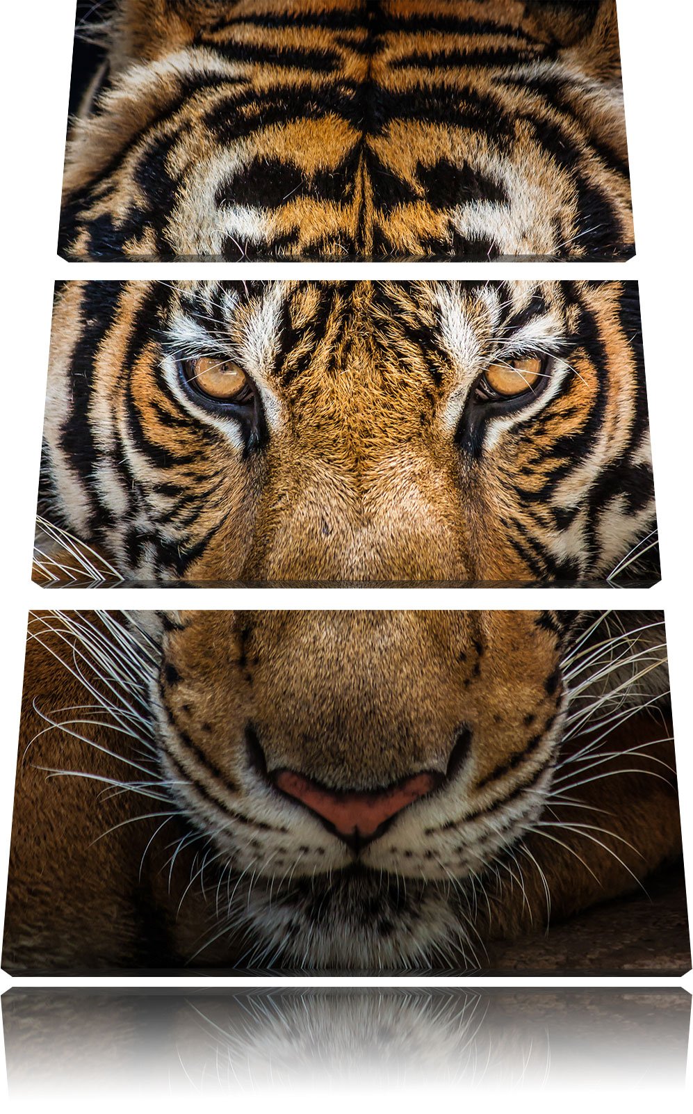 Pixxprint Tiger mit hellbraunen Augen als Leinwandbild | Grösse: 3 Teilig (120x80) | Wandbild| Kunst