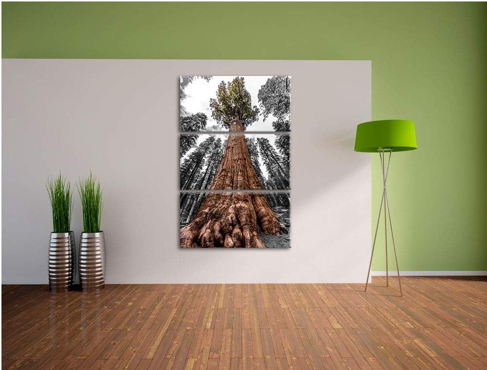 Wald Riesenbaum Regenwald Nebel schwarz/weiss 3-Teiler Leinwandbild 120x80 Bild auf Leinwand, XXL ri