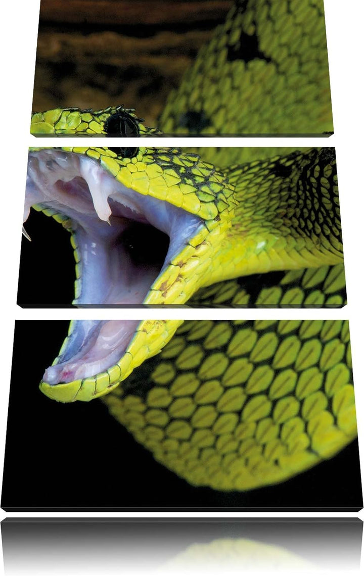 Pixxprint Giftige grüne Schlange als Leinwandbild/Grösse: 3 Teilig (120x80) cm/Wandbild/Kunstdruck/f