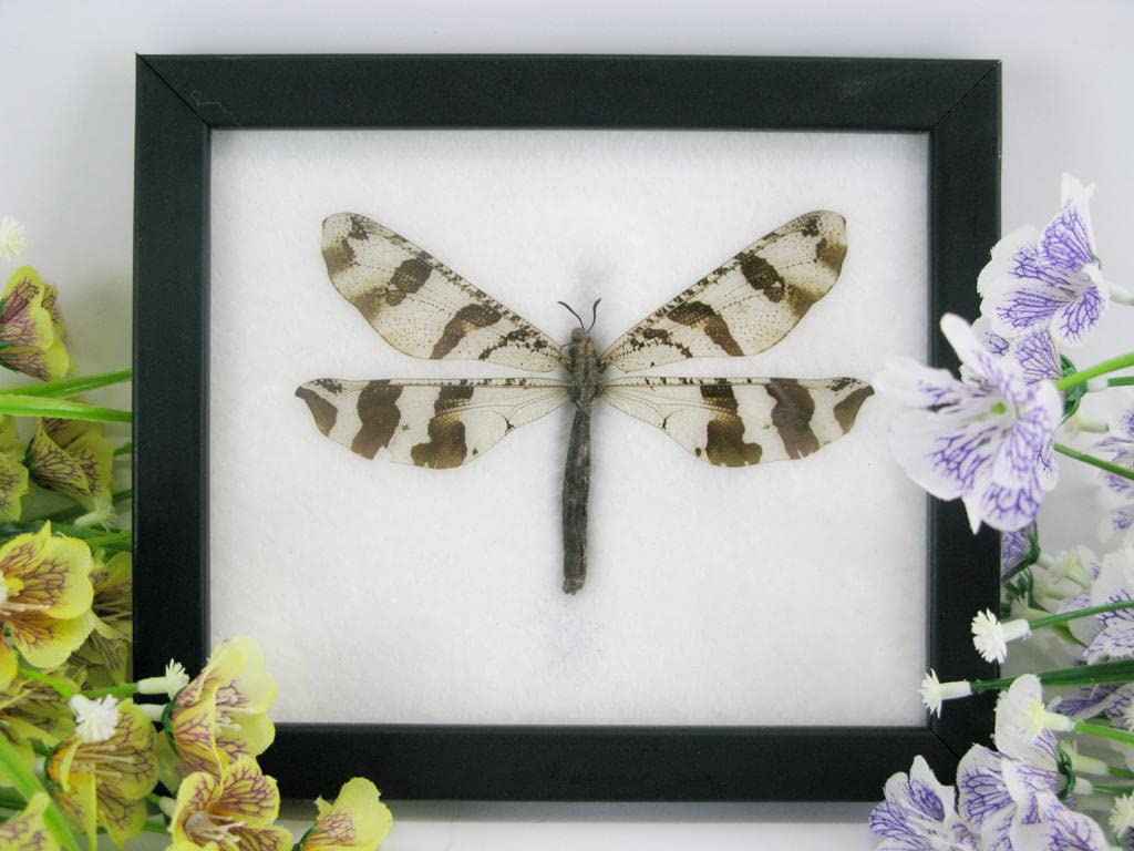 Echte exotische riesige Käfer, Insekten und Krabbler im Schaukasten - Insekten - Taxidermie (Aintlio