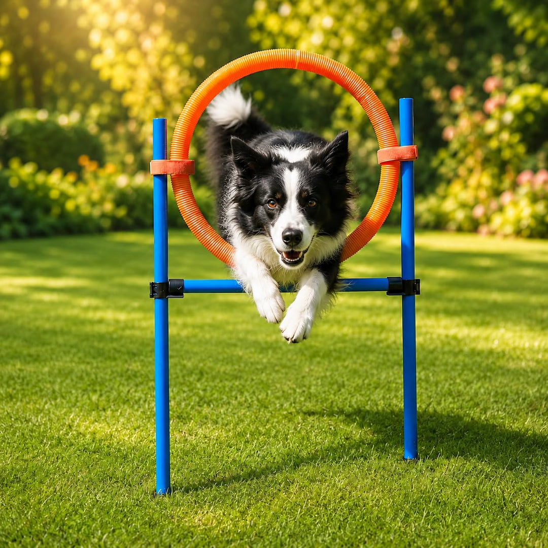 Hunde Agility Sprungring Jump-Ring Hürde Reifen Activity Training Set F