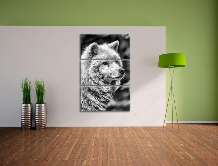 Pixxprint prächtiger Polarwolf als Leinwandbild/Grösse: 3 Teilig (120x80) cm/Wandbild/Kunstdruck/fer