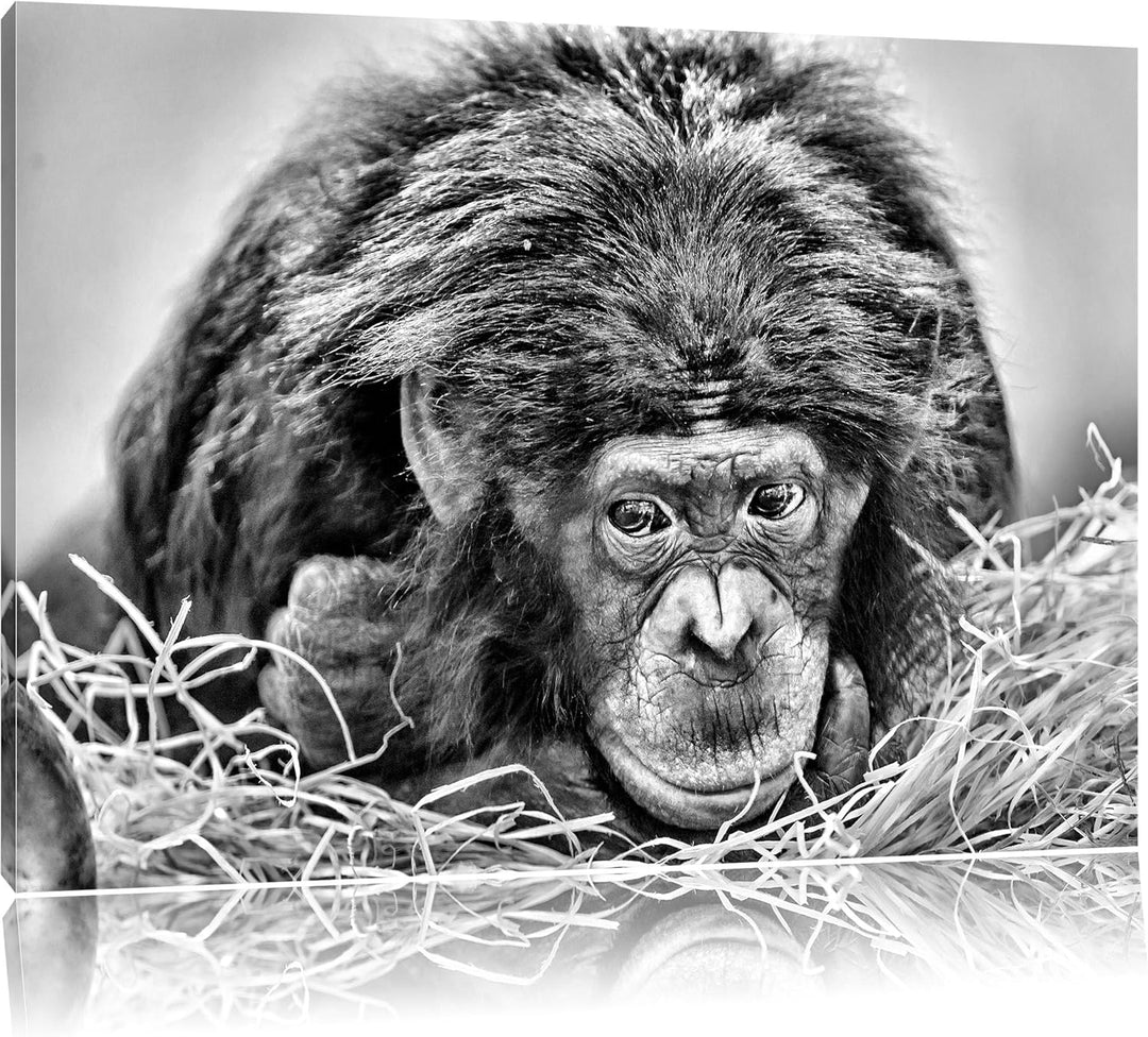 Pixxprint Kleiner Schimpanse im Heu / 100x70cm Leinwandbild bespannt auf Holzrahmen/Wandbild Kunstdr