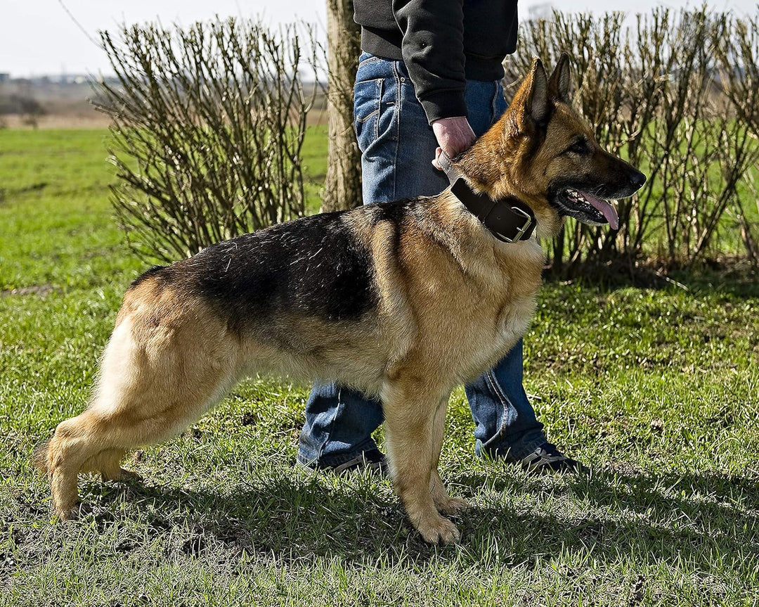 Dingo Braun Halsband aus Weichem Leder mit Griff Speziell für Schäfer Rasse Hund 13107 5,0 x 75 cm (