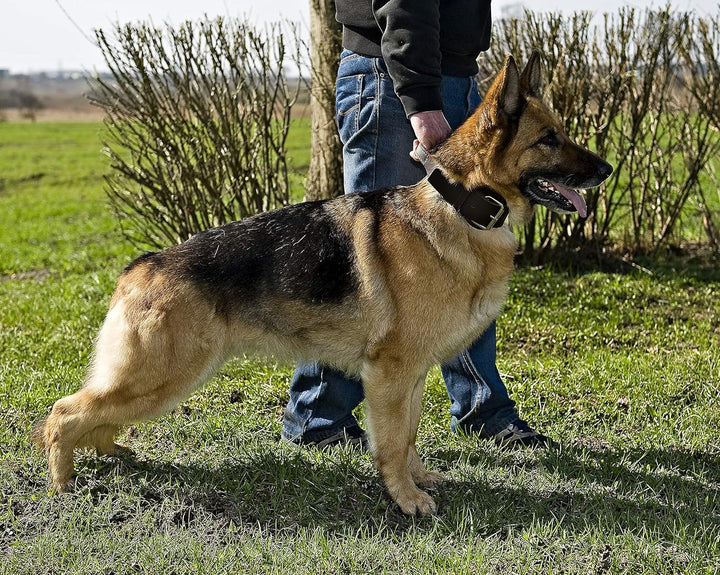 Dingo Braun Halsband aus Weichem Leder mit Griff Speziell für Schäfer Rasse Hund 13107 5,0 x 75 cm (