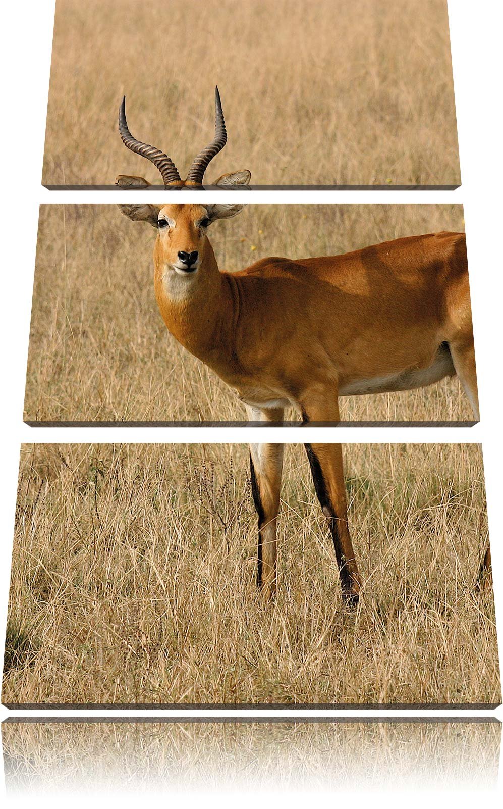 Pixxprint Dorkasgazelle im trockenen Gras als Leinwandbild/Grösse: 3 Teilig (120x80) cm/Wandbild/Kun