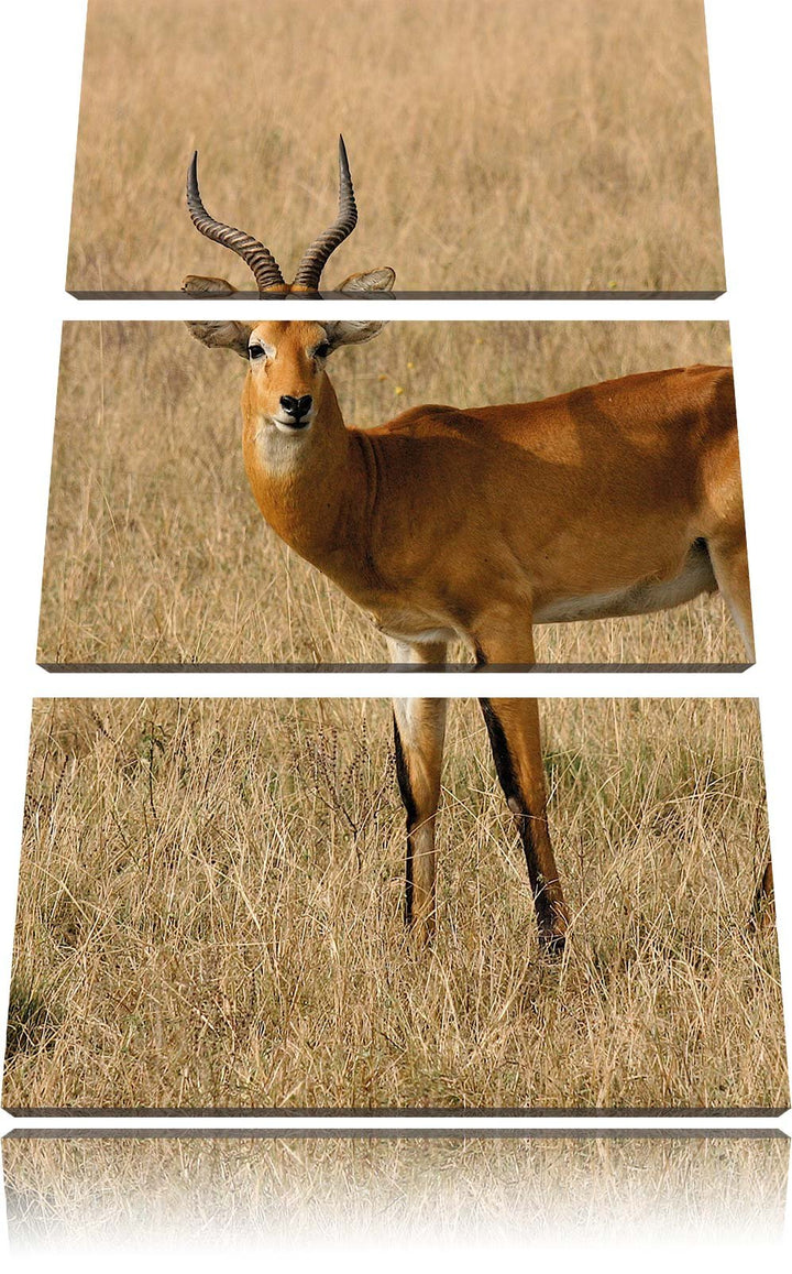 Pixxprint Dorkasgazelle im trockenen Gras als Leinwandbild/Grösse: 3 Teilig (120x80) cm/Wandbild/Kun