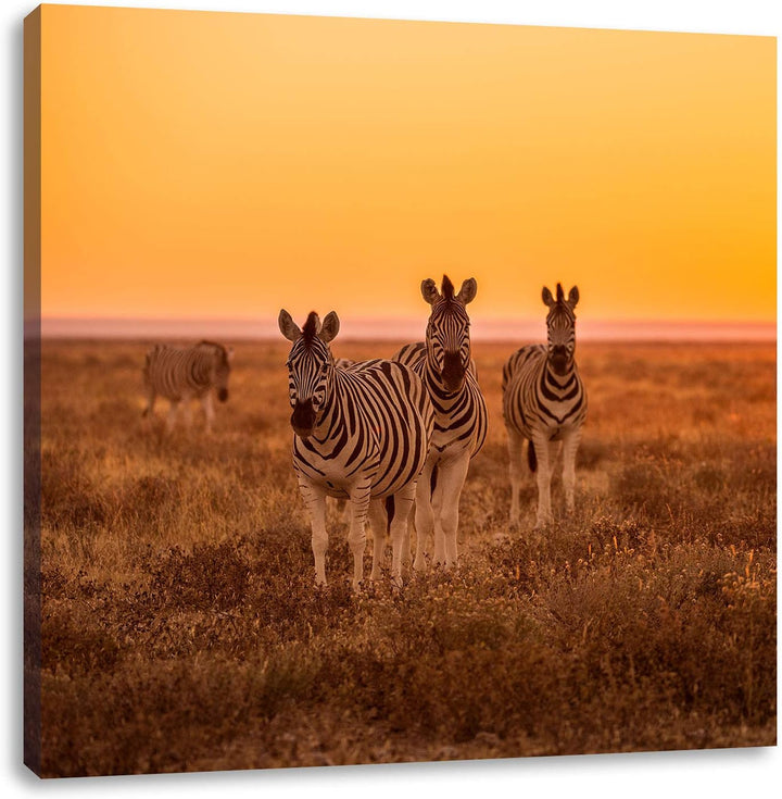 Zebra in der Savanne, Format: 70x70 auf Leinwand, XXL riesige Bilder fertig gerahmt mit Keilrahmen,