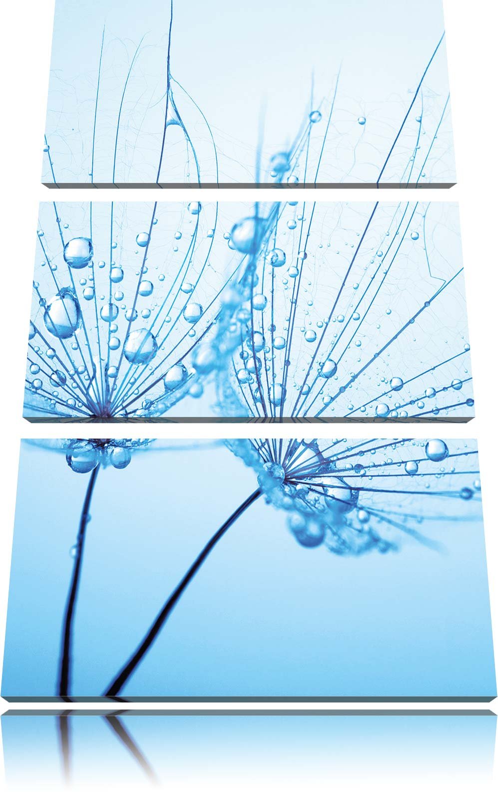 Pixxprint Pusteblumen mit Tautropfen 3-Teiler Leinwandbild 120x80 Bild auf Leinwand