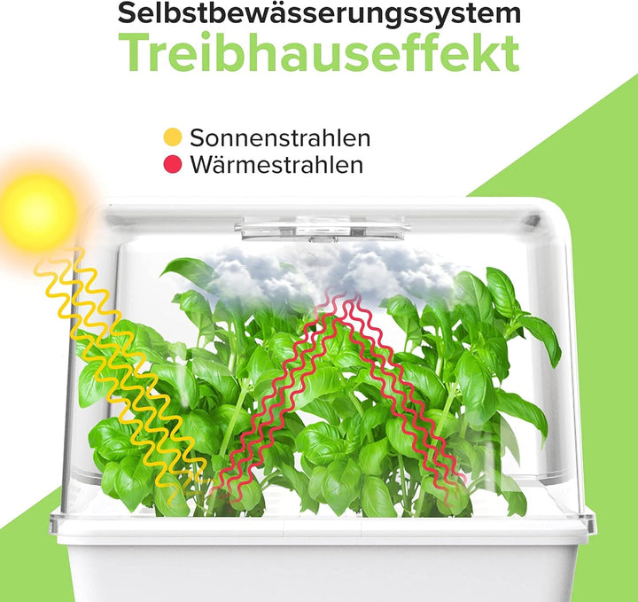Mini Gewächshaus - Zimmergewächshaus mit Selbstbewässerung - Anzuchtkasten für Stecklinge - Anzuchts