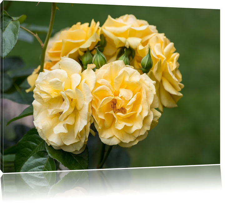 Weiss gelbe Rose Blumen USA Bild auf Leinwand, XXL riesige Bilder fertig gerahmt mit Keilrahmen. Kun