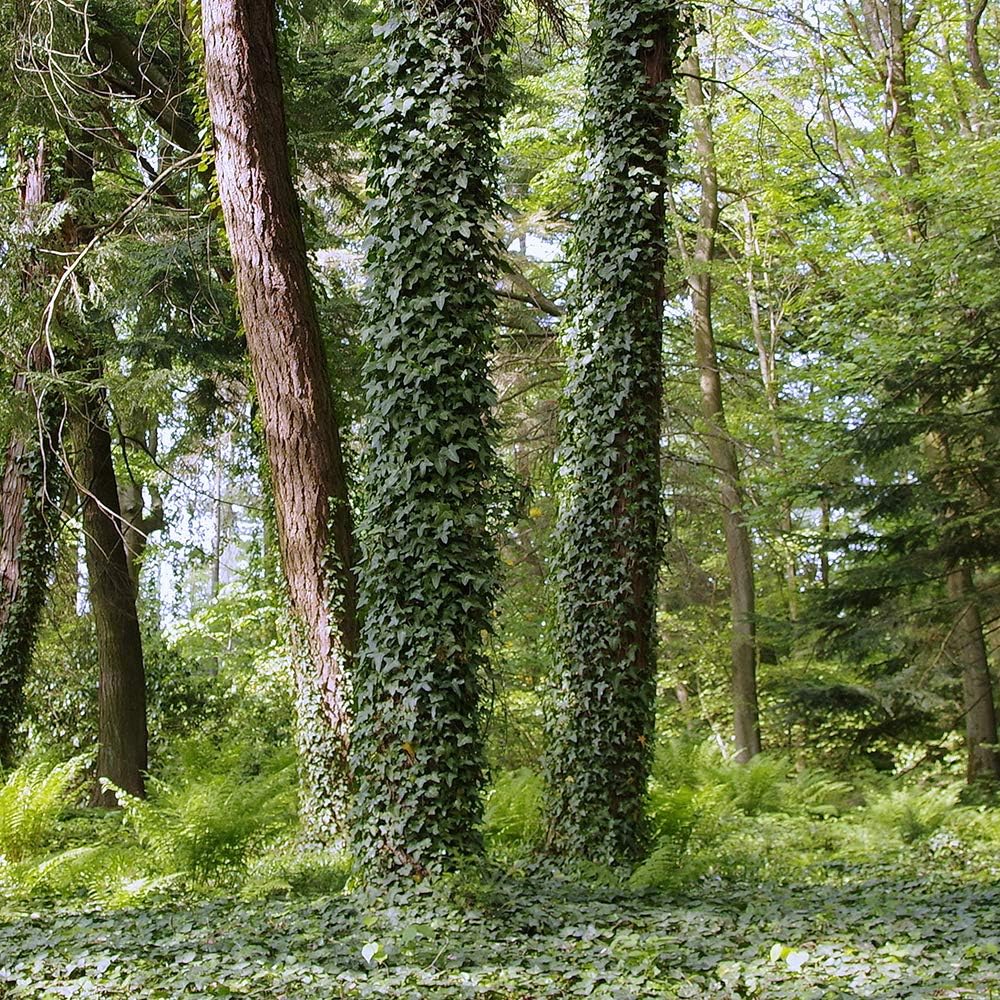Feeby Leinwandbild 5 Teilig Landschaft Bild Wanddeko Natur Wald Lichtung grün 150x100 cm M_11535 150