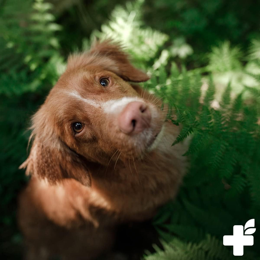 ReaVET Kartoffelflocken Hund 1kg, Kartoffelflocken Hunde, Gemüseflocken Hunde getreidefrei, Gemüsefl