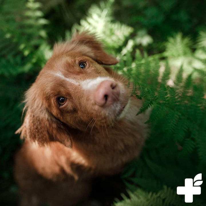 ReaVET Kartoffelflocken Hund 1kg, Kartoffelflocken Hunde, Gemüseflocken Hunde getreidefrei, Gemüsefl