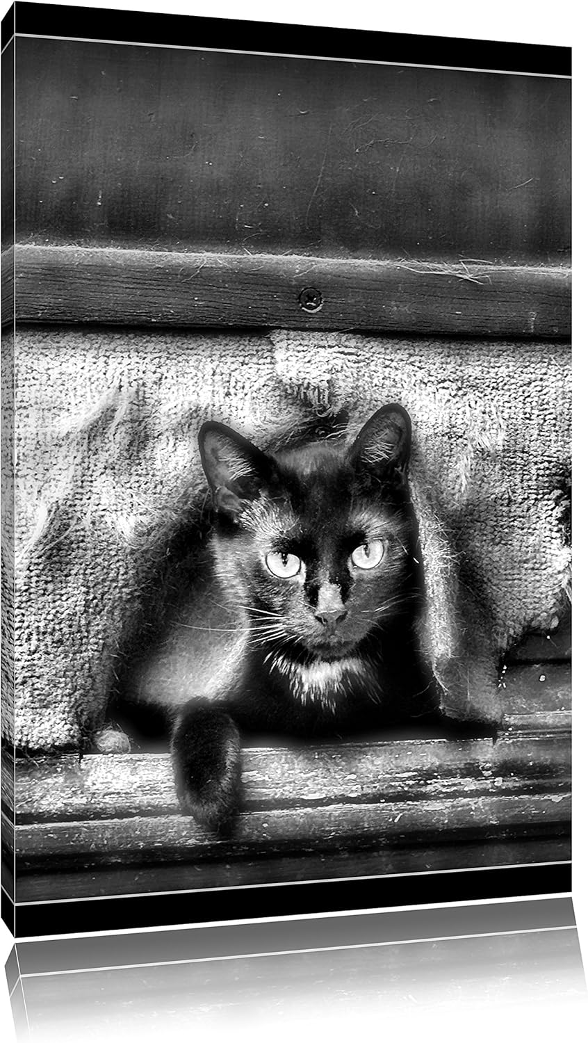Pixxprint Monocrome, Katze schaut durch Hundeklappe, Format: 100x70 auf Leinwand, 100x70