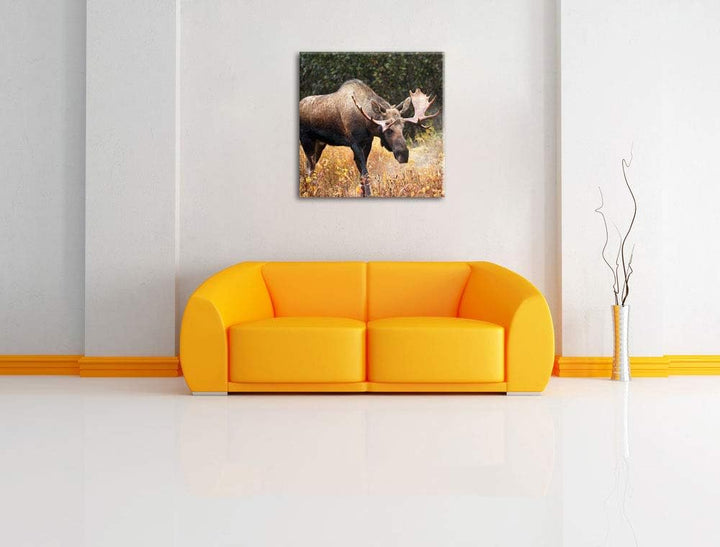 Pixxprint Grosser Elch, Format: 70x70 auf Leinwand, XXL riesige Bilder fertig gerahmt mit Keilrahmen