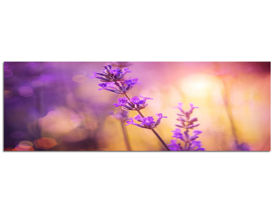 Paul Sinus Art Panoramabild auf Leinwand und Keilrahmen 120x40cm Lavendel Sommer Sonnenlicht