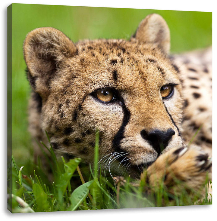 Pixxprint Gepard im Gras, Format: 70x70 auf Leinwand, XXL riesige Bilder fertig gerahmt mit Keilrahm