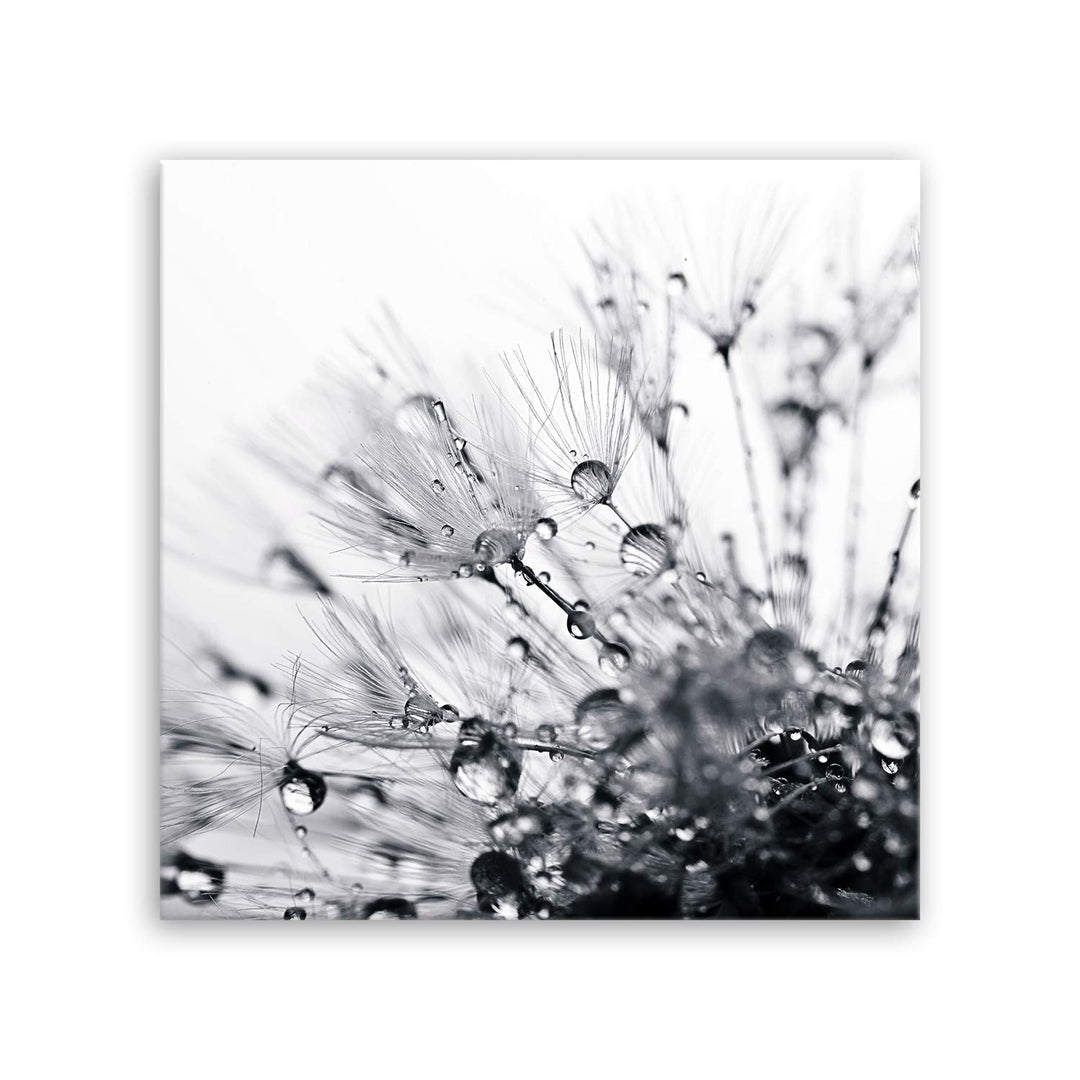 ge Bildet Bild auf Leinwand | another world - schwarz weiss - Blumen Natur Pusteblume H in 50x50 cm