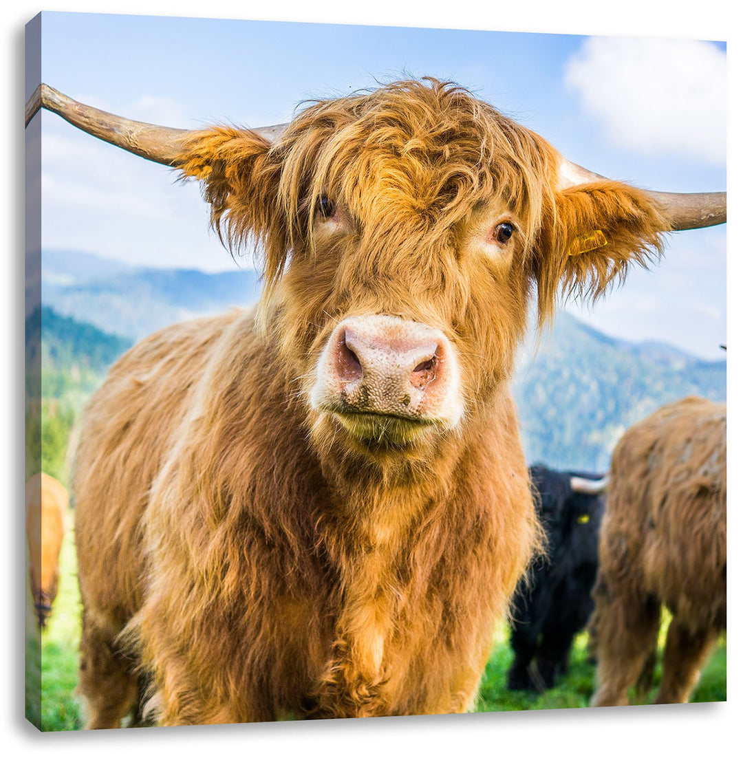 Pixxprint Niedlicher Blick Einer Kuh an der Weide, Format: 70x70 auf Leinwand, 70x70