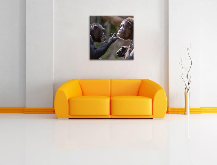 Schimpansen Freundschaft, Format: 70x70 auf Leinwand, XXL riesige Bilder fertig gerahmt mit Keilrahm