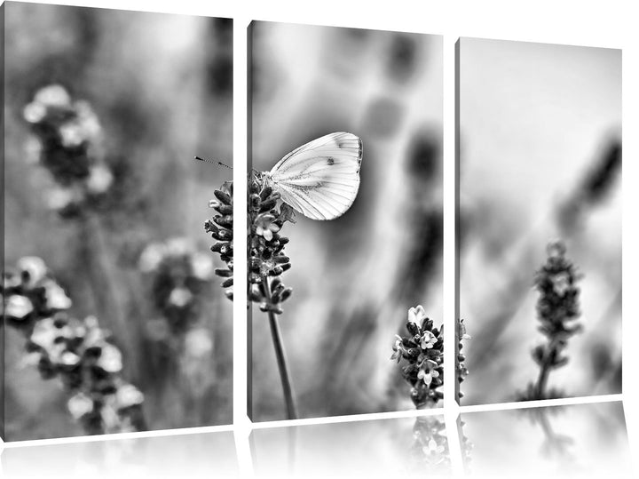 Pixxprint Schmetterling auf Lavendel als Leinwandbild/Grösse: 3 Teilig (120x80) cm/Wandbild/Kunstdru
