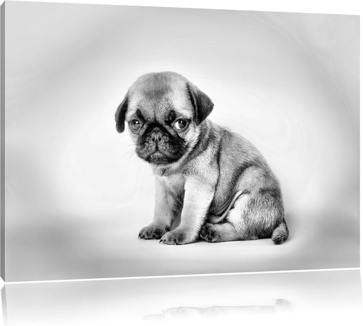 Pixxprint Kleiner Hundewelpe Mops als Leinwandbild/Grösse: 100x70 cm/Wandbild/Kunstdruck/fertig besp