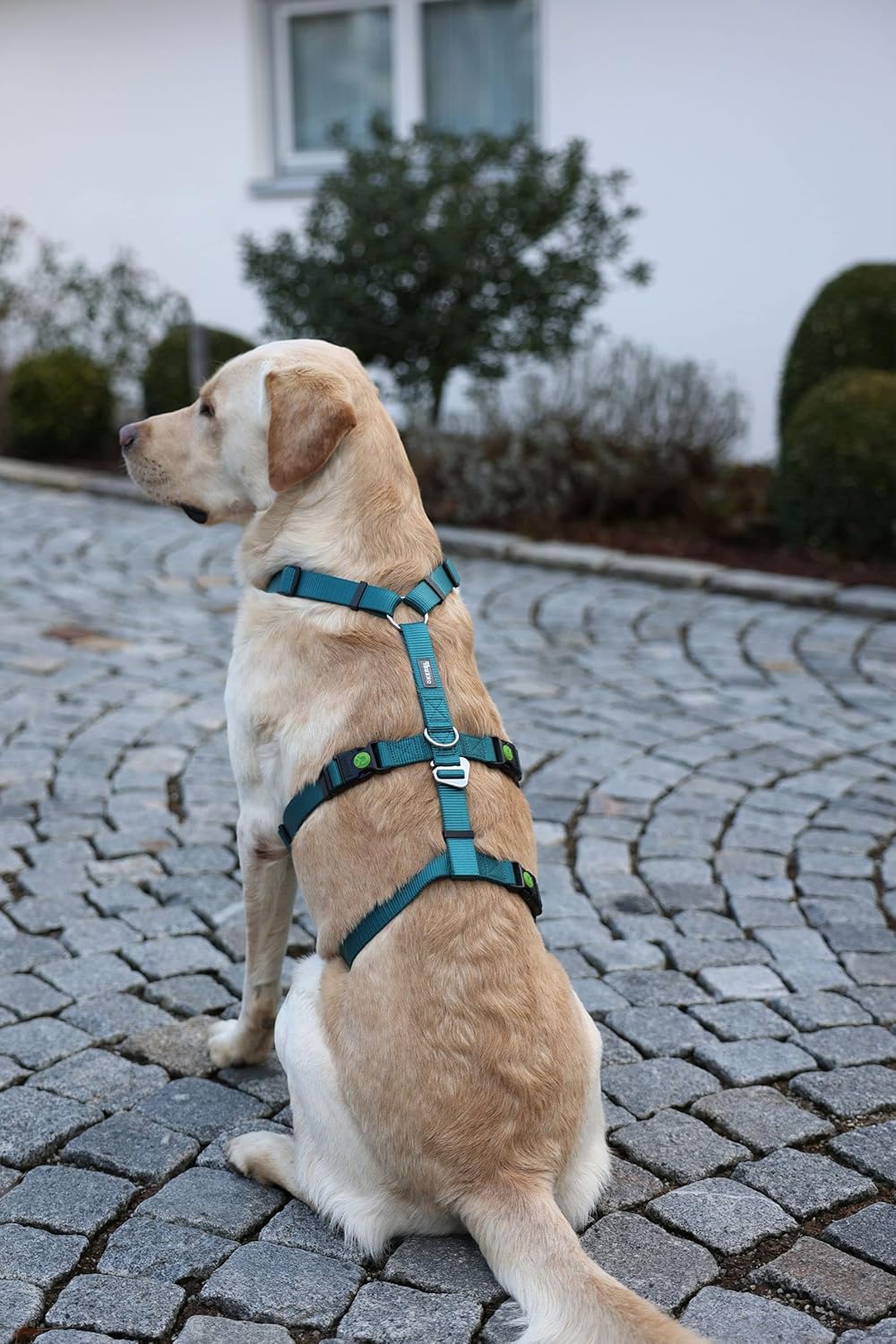 Kerbl Pet Panikgeschirr, Hundegeschirr, Petrol, Halsulmfang 48-64cm, Gurtbreite 25mm, für ängstliche